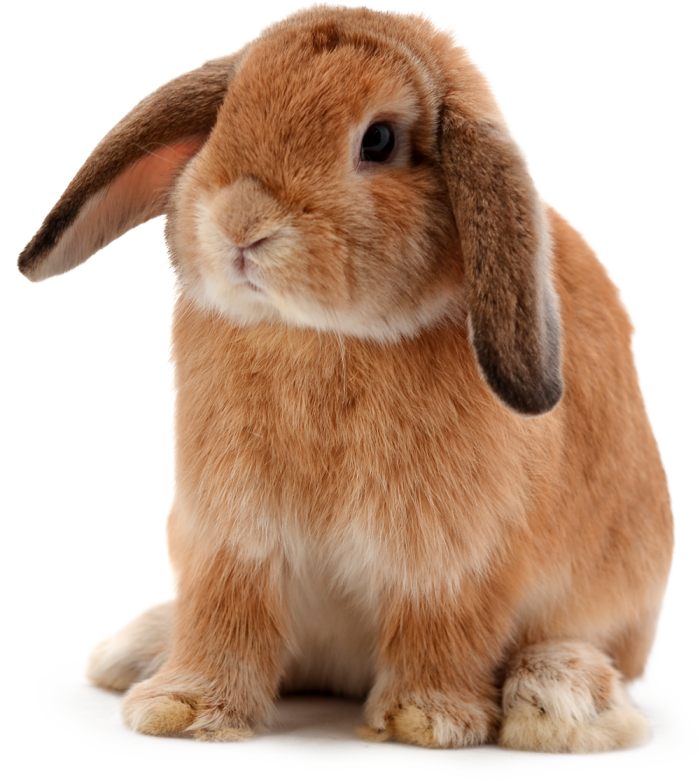 Rabbits & Guinea Pigs needs Victor Harbor Stockfeeds R Us